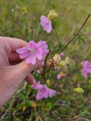 Malva moschata