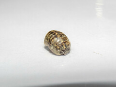 Armadillidium vulgare