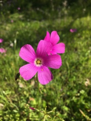 Oxalis arenaria
