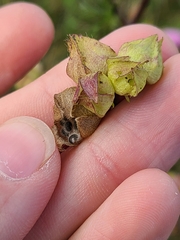 Malva moschata