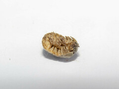 Armadillidium vulgare
