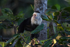 Cebus imitator