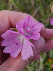 Malva moschata
