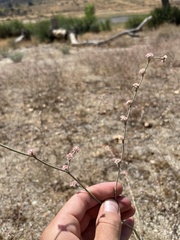 Eriogonum gracile