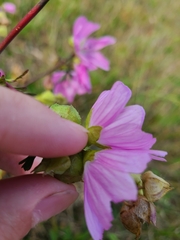 Malva moschata