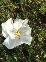 Oenothera acaulis