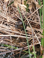 Vertebrata