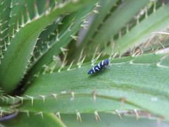 Balacha melanocephala