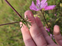 Malva moschata