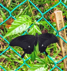 Papilio iswara