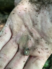 Arthropoda