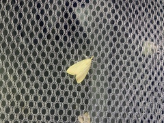 Eumorphobotys eumorphalis