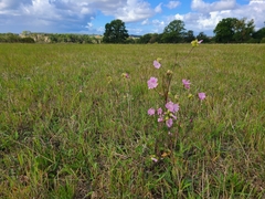 Malva moschata