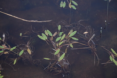 Potamogeton epihydrus