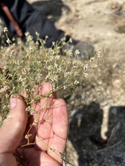 Eriogonum baileyi