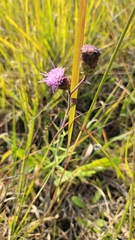 Liatris scariosa