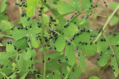 Plagiodera versicolora