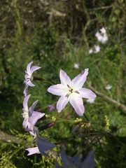 Leucocoryne ixioides