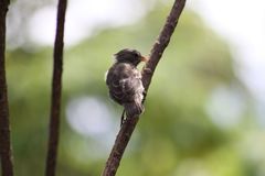 Camarhynchus parvulus