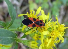 Tropidothorax leucopterus