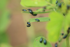 Plagiodera versicolora