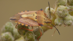 Carpocoris mediterraneus