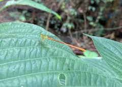 Ceriagrion auranticum
