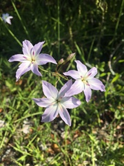 Leucocoryne ixioides