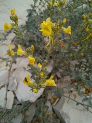 Linaria cretacea