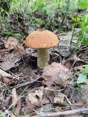 Leccinum aurantiacum