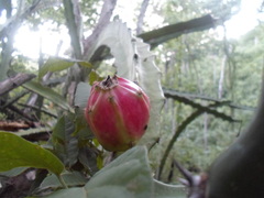 Acanthocereus tetragonus