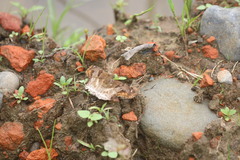 Odontoptilum angulata