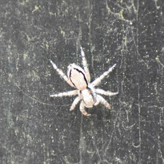 Menemerus bivittatus