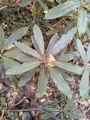 Rhododendron maximum