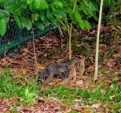 Varanus salvator macromaculatus