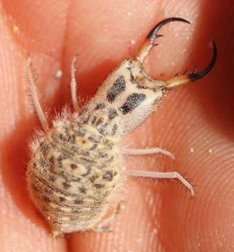 Synclisis baetica