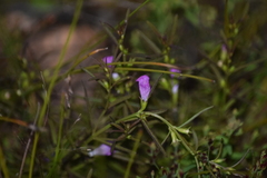 Agalinis neoscotica