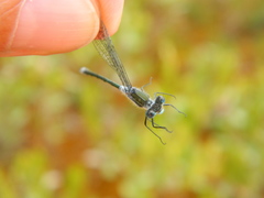Lestes disjunctus