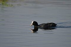 Fulica atra