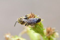 Halictidae