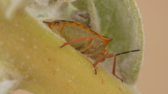 Carpocoris mediterraneus