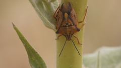 Carpocoris mediterraneus
