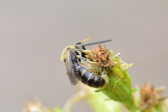 Halictidae
