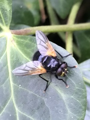 Mesembrina meridiana