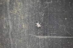 Menemerus bivittatus