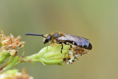 Halictidae