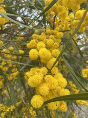 Acacia iteaphylla