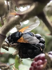 Mesembrina meridiana