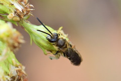 Halictidae