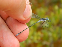 Lestes disjunctus